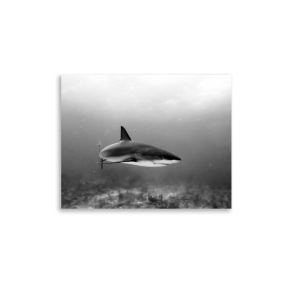 Black & White Shark Print