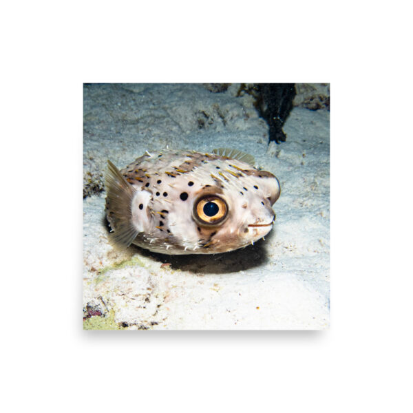 Happy Puffer Print